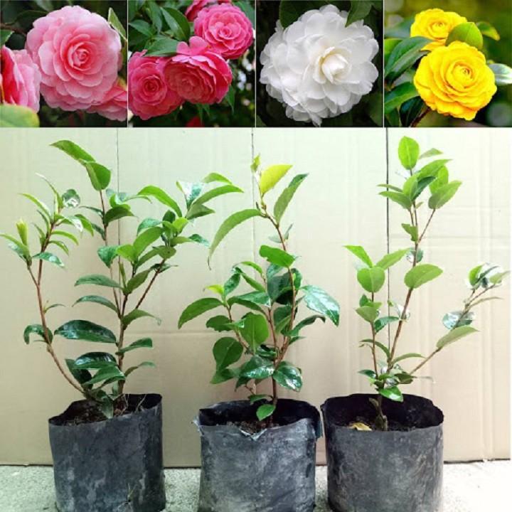 Cây giống HOA TRÀ MY TRẮNG CỔ - HOA TRÀ BẠCH, BẠCH TRÀ
