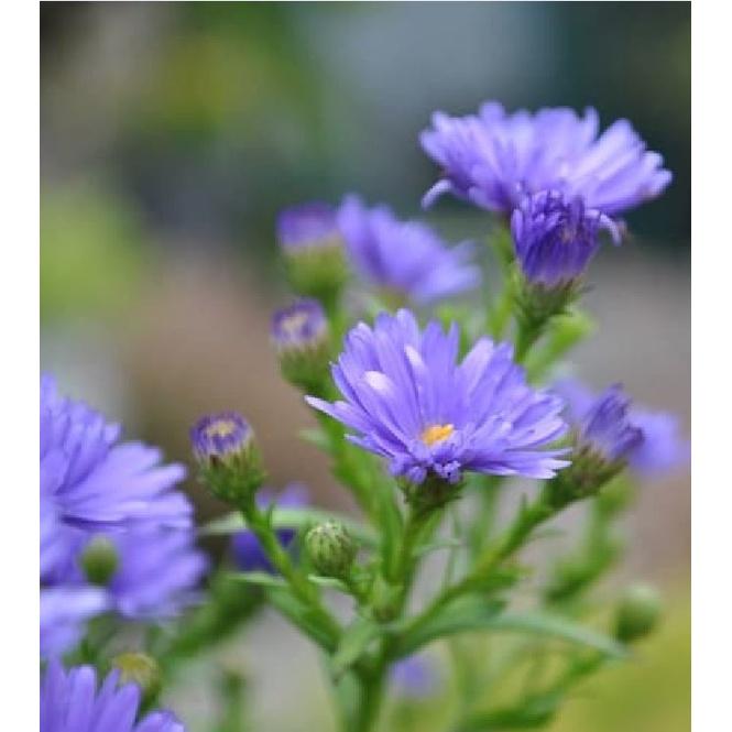 Hạt giống hoa cúc thạch thảo cao mix màu CT399 - Gói 50 hạt