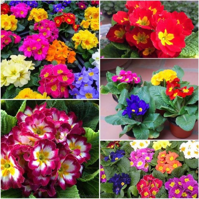 Hạt Giống Hoa Báo Xuân Nhiều Màu -