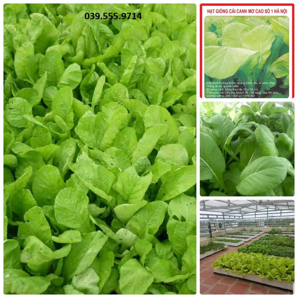 Hạt Giống Cải Mơ Cao Sản – 50gram