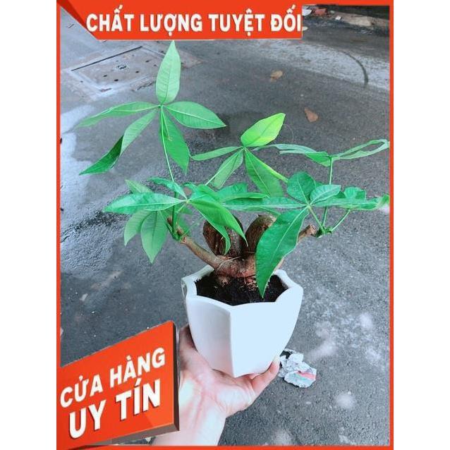 Chậu Kim Ngân Nơ