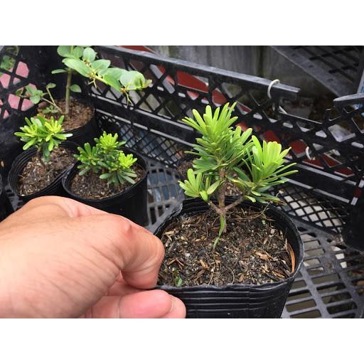 CÂY GIỐNG CÂY VẠN NIÊN TÙNG KIM CƯƠNG BONSAI TRƯỜNG THỌ