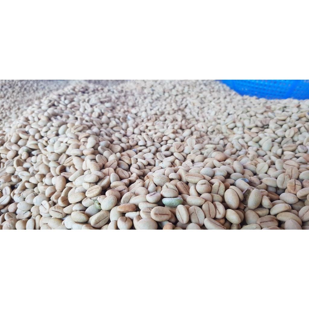 500 GRAM HẠT GIỐNG CÀ PHÊ XANH LÙN TS5 CAO SẢN .