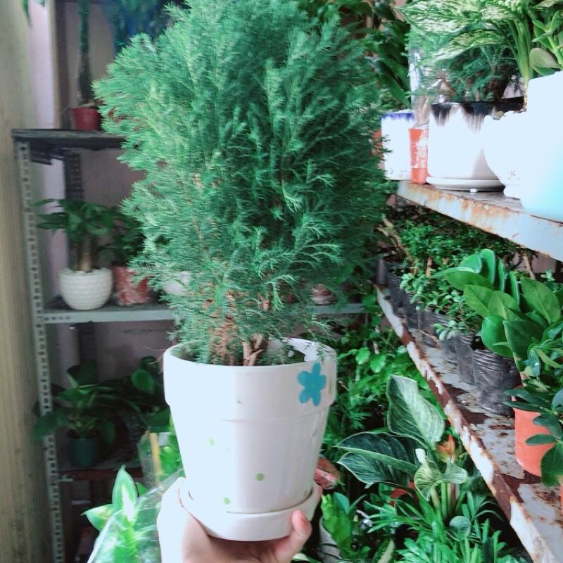 Cây Tùng Bồng Lai Kèm Chậu Sứ