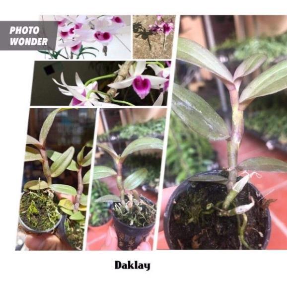 Combo 10 loại lan giống lôn xôn max đẹp