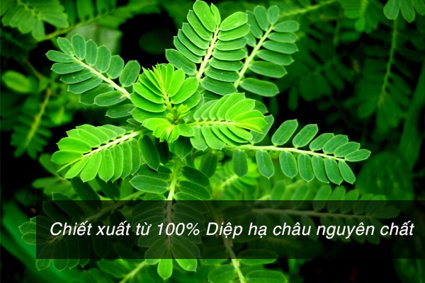 Trà Diệp hạ châu nguyên chất