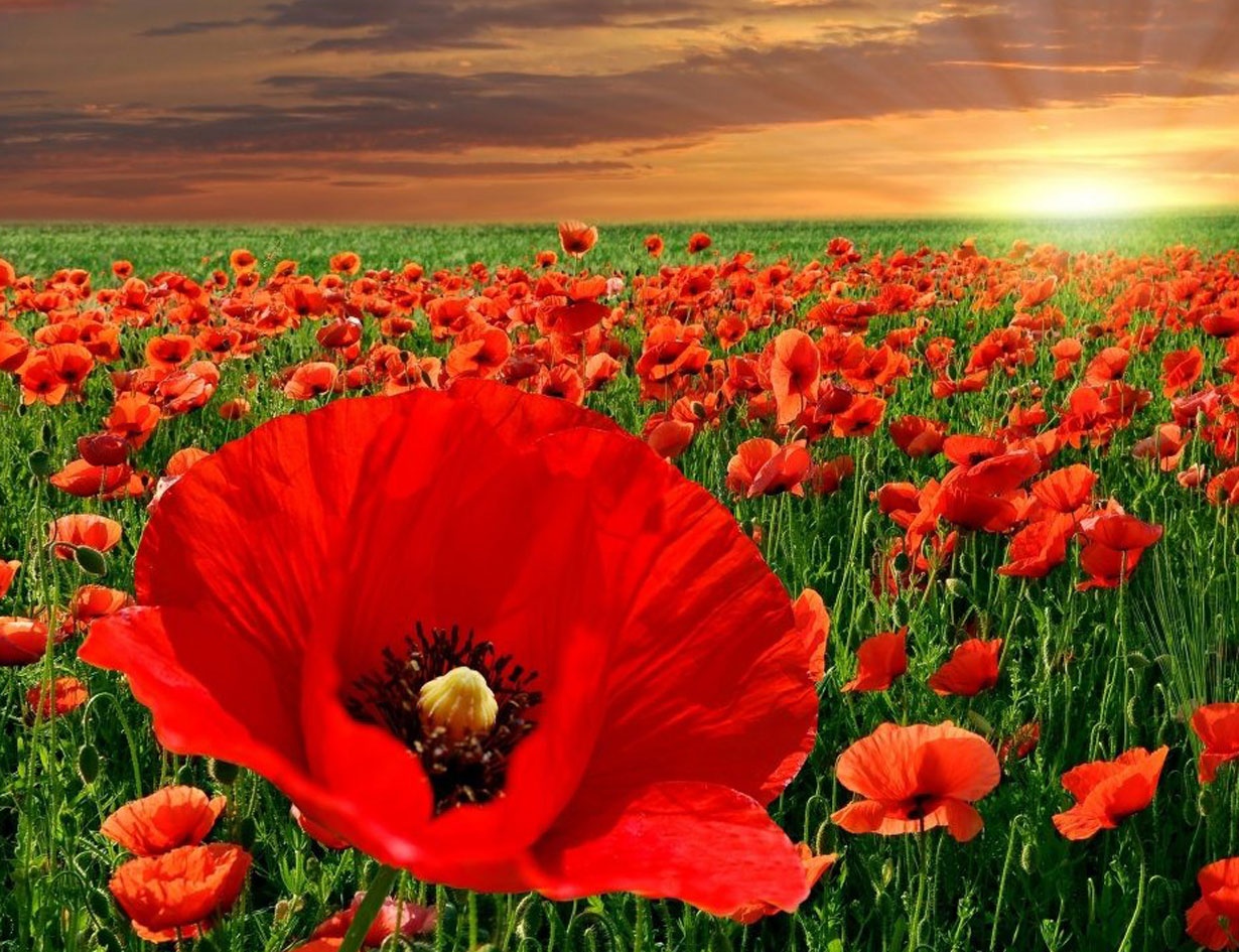 Hạt Giống Hoa poppy Loại mix màu dễ trồng kháng sâu bệnh Hoa Nở Siêu Đẹp