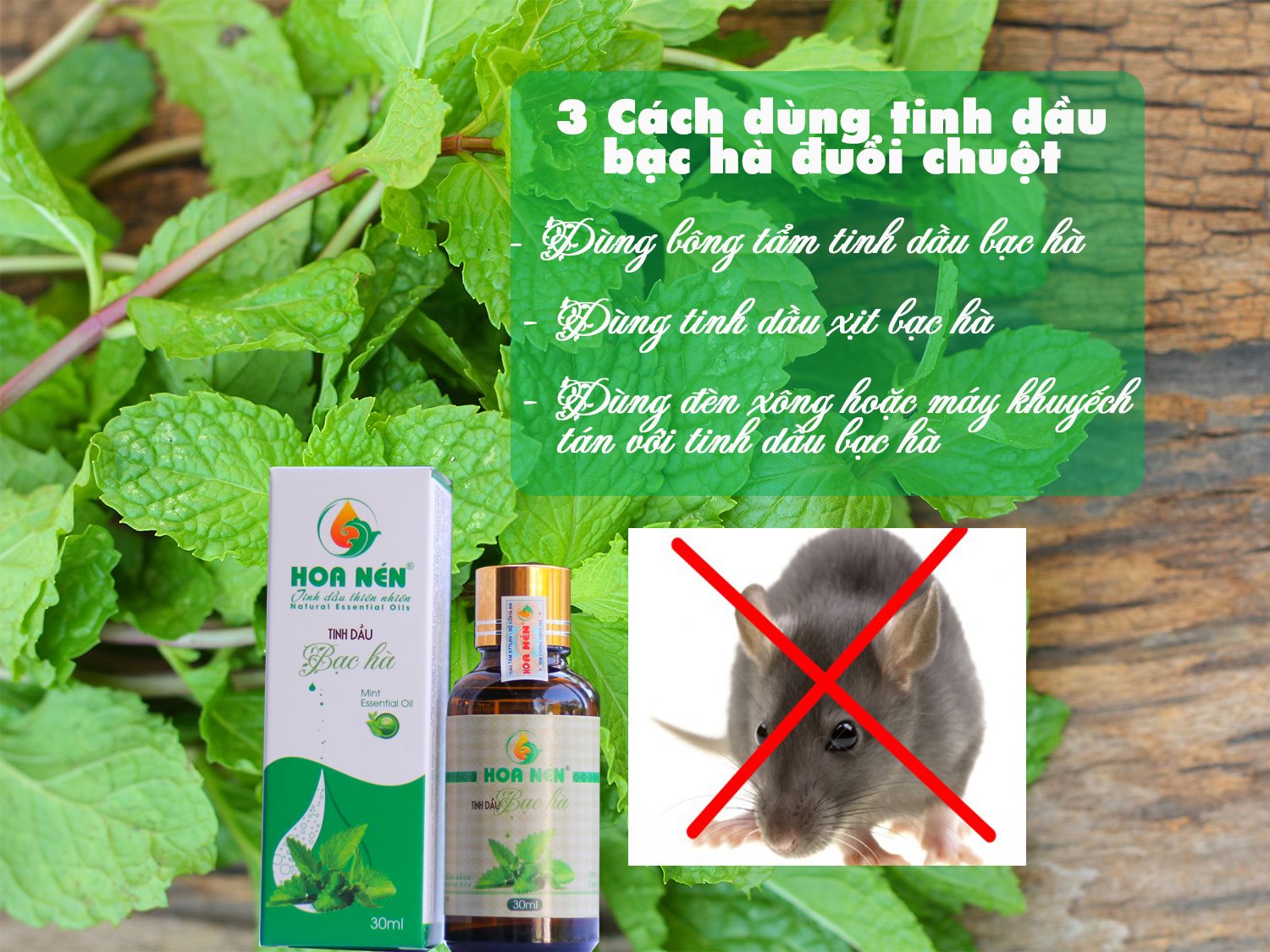 Tinh dầu Bạc Hà nguyên chất 50ml - Hoa Nén - Vegan - Thư giãn, khử mùi, đuổi chuột