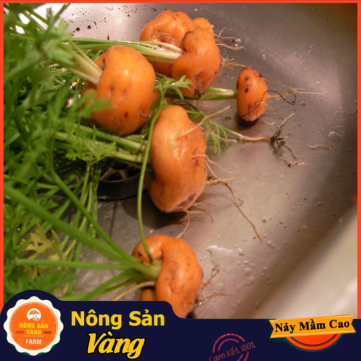 Hạt giống Cà Rốt Củ Tròn - Nông Sản Vàng