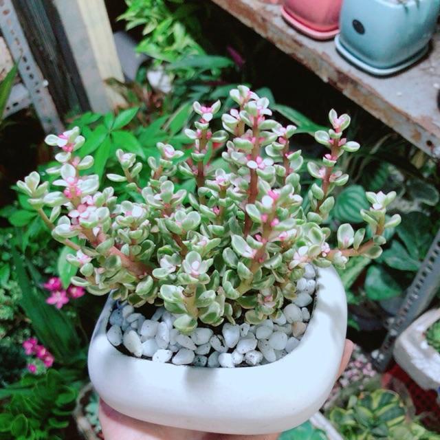 Chậu Đô La Hồng