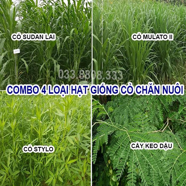 4 Loại Cỏ Chăn Nuôi Trồng Quanh Năm - Cỏ Sudan Lai, Mulato II, Stylo, Keo Dậu