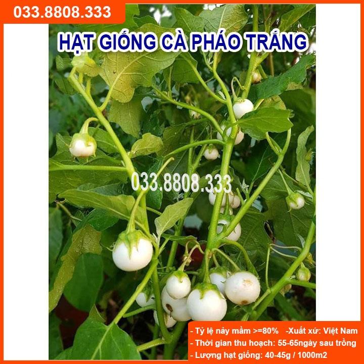 Hạt Giống Cà Pháo Trắng - Tỷ Lệ Nảy Mầm Cao