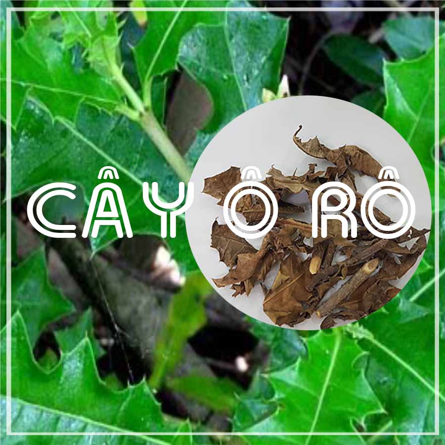 CÂY Ô RÔ khô sạch đóng gói 500g - Hàng Công Ty