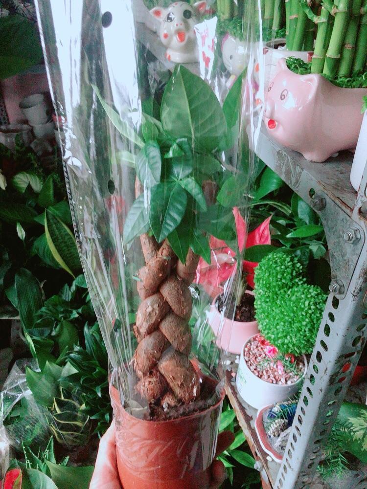 Kim Ngân Thắt Bính 3 Thân