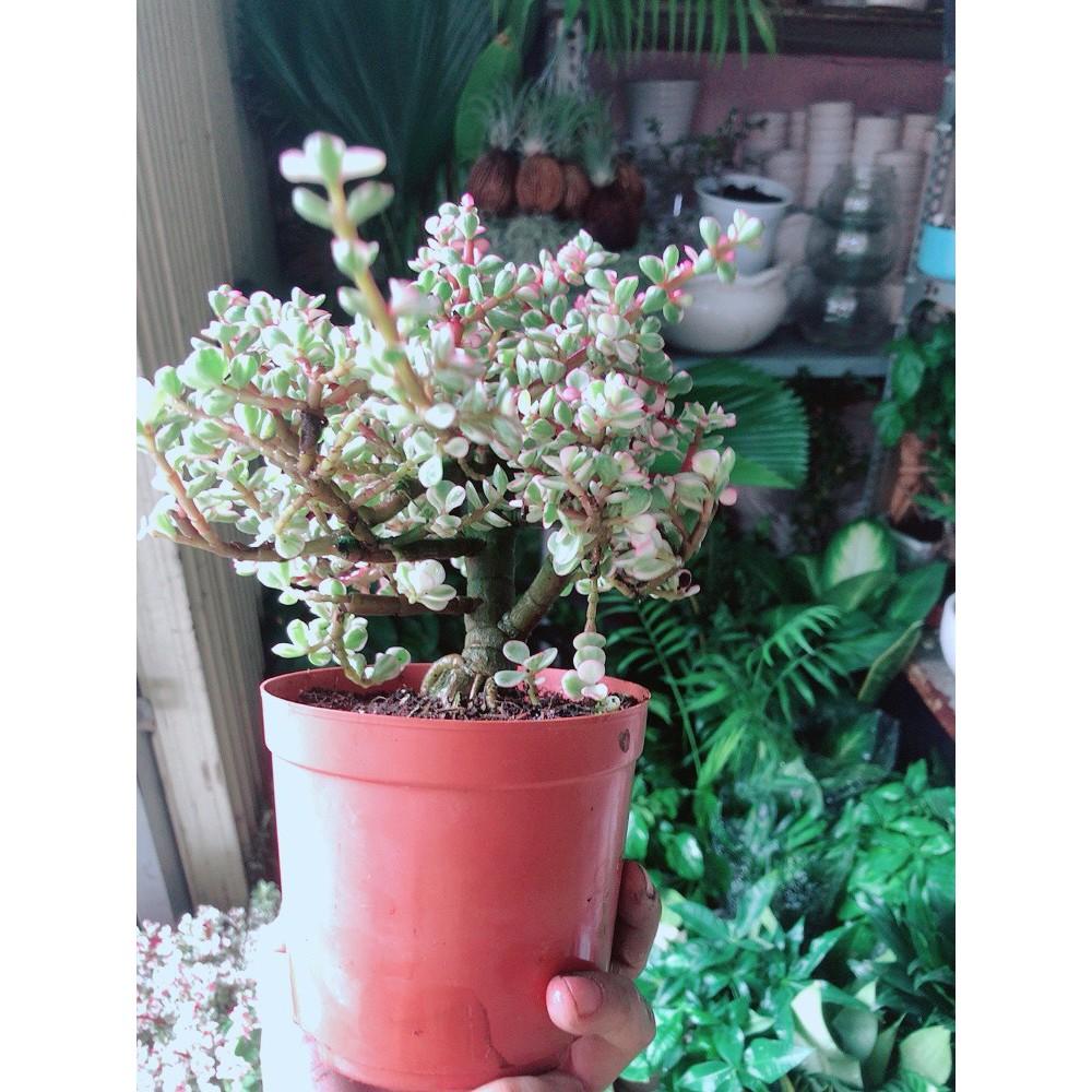Cây Đô La Thân Cổ Thụ