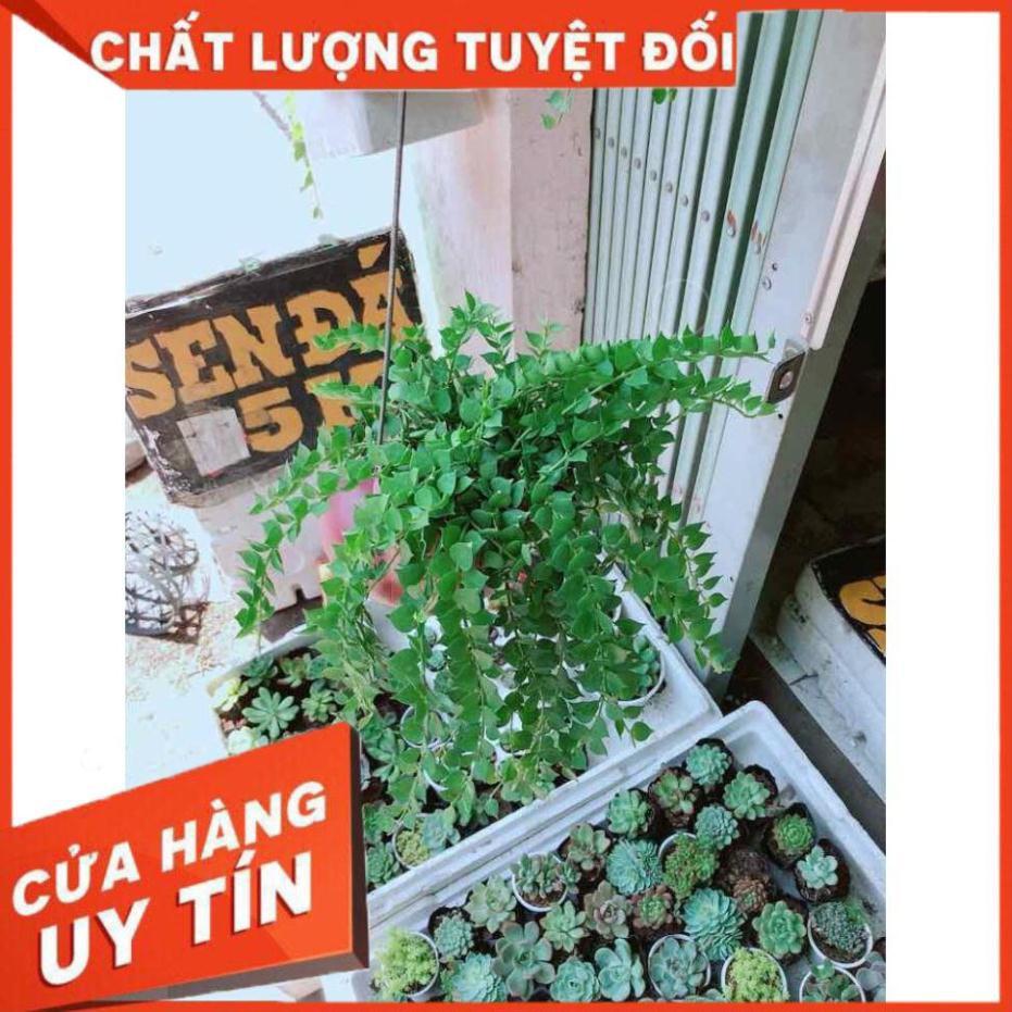 Chậu lá tim Nhiều Người Mua