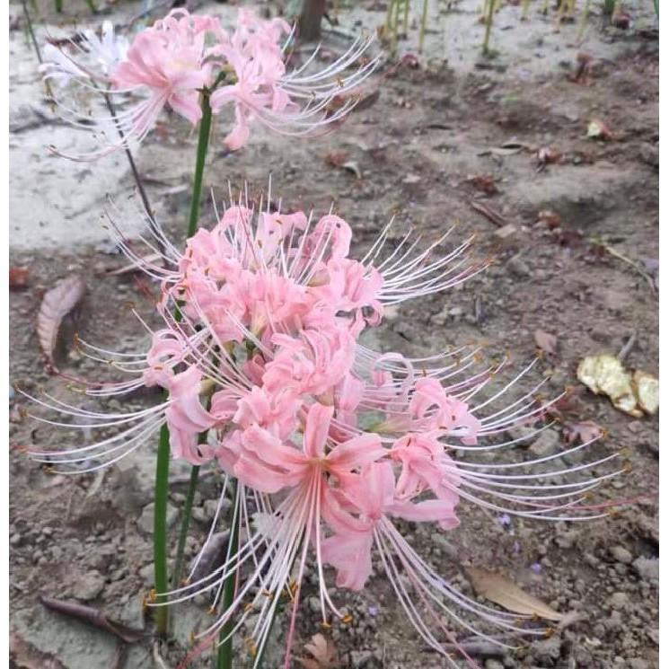 Củ giống hoa bỉ ngạn hồng