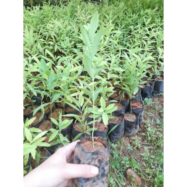 Cây giống đàn hương trắng Ấn Độ