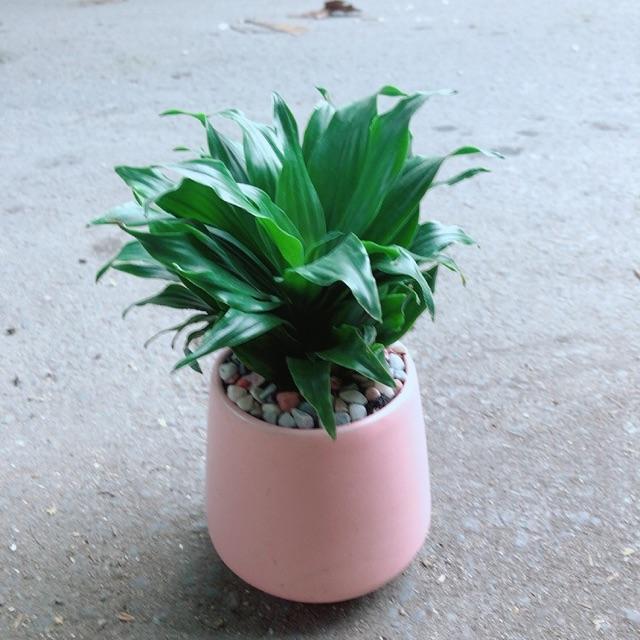 Chậu Cây Phát Tài Lá