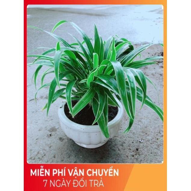 Chậu Lan Chi