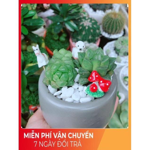 Chậu Sen Kim Cương