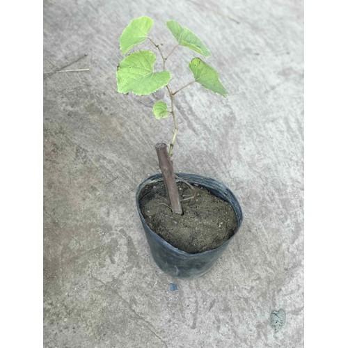 Cây Giống Nho Mỹ - Nho Ngón Tay cây đẹp chuẩn giống