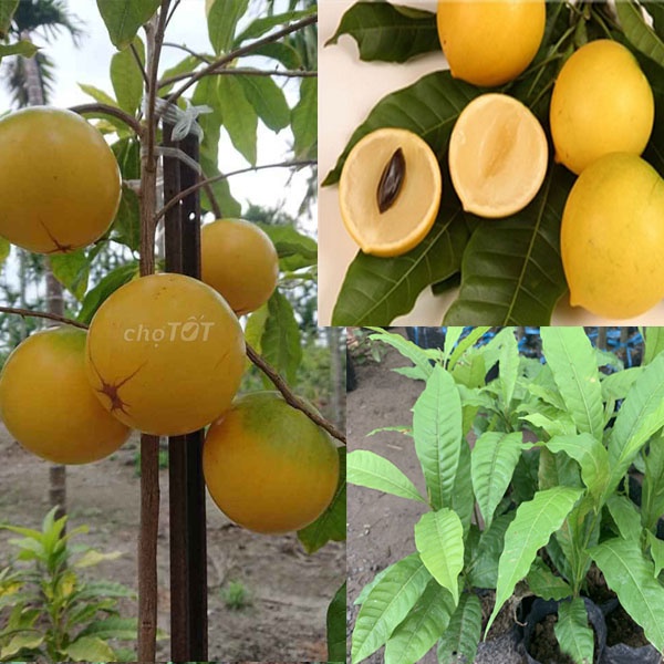 Giống Vú Sữa Hoàng Kim