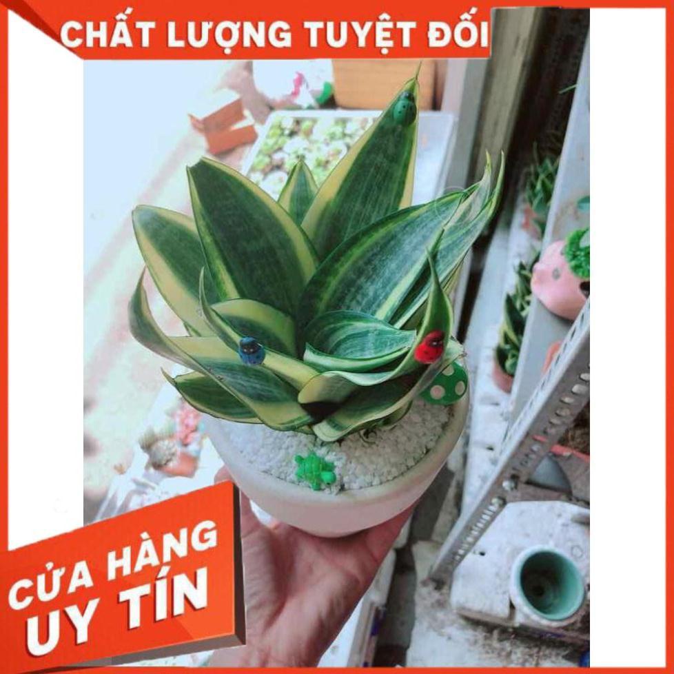 Chậu lưỡi hổ thái Nhiều Người Mua