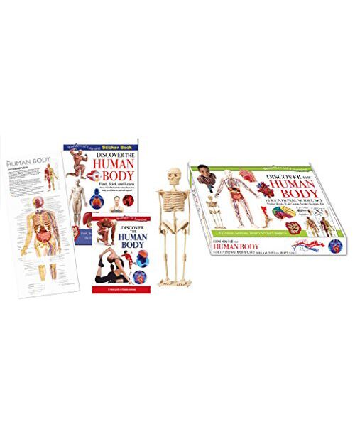 Wol Model Set - Human Body