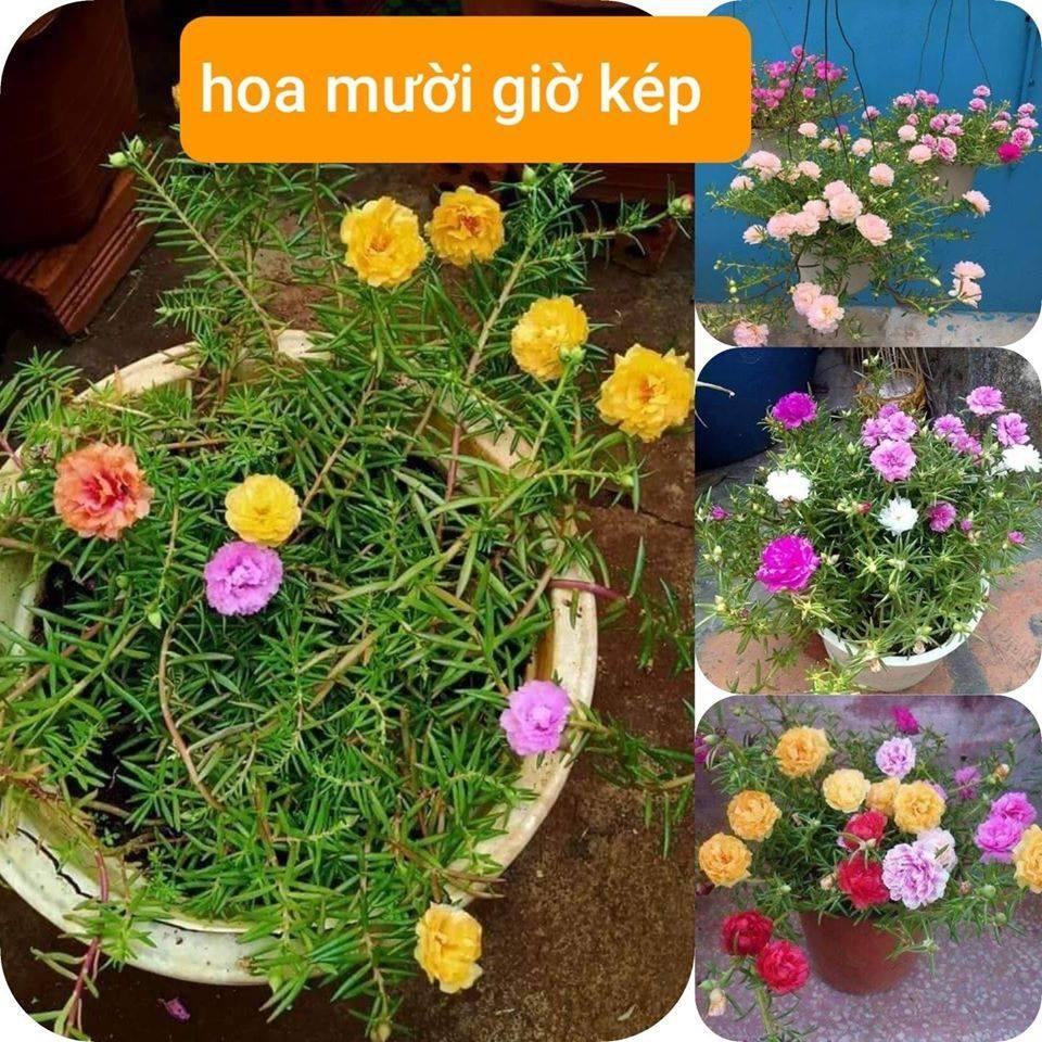 (Gói 200 hạt) Hạt giống hoa mười giờ đủ màu, hoa mười giờ kép nhiều màu cực dễ trồng