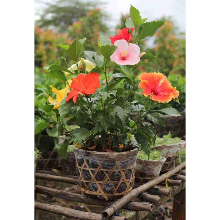 Hạt giống hoa râm bụt lùn Thái Mix màu 10 hạt/gói