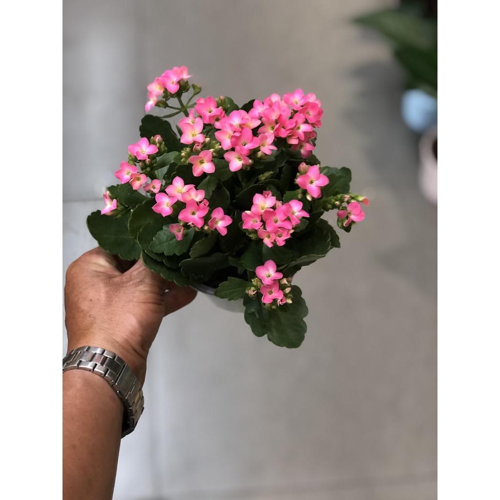 Chậu sống đời hoa màu hồng cánh đơn