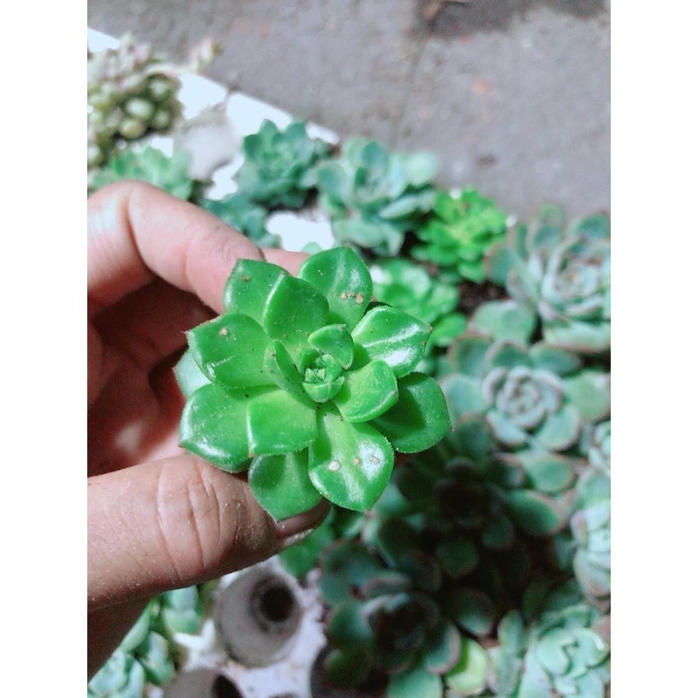 Combo 12 Cây Sen Đá