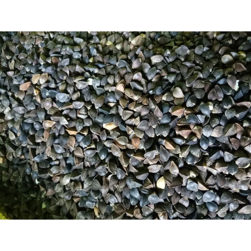 500gram kiều mạch dành cho chim,vẹt và thú cưng