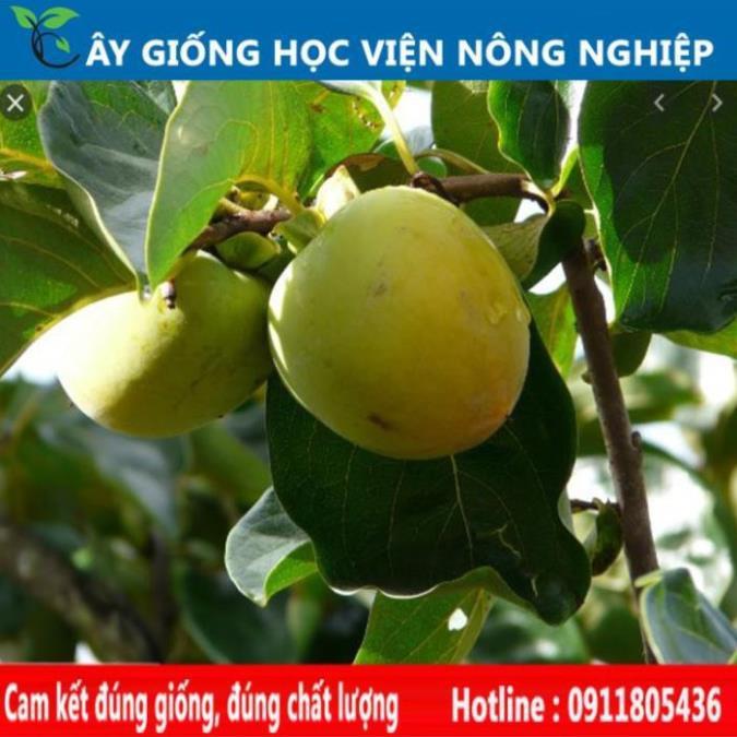 Sản phẩm Cây Ăn Trái cây giống hồng giòn vị ngọt đặc biệt