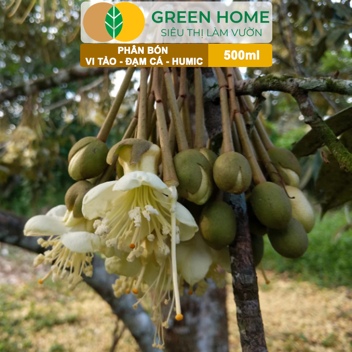 Phân Đạm Cá - Vi Tảo - Humic GreenHome, Chai 500ml, Siêu Vọt Đọt, Kích Rễ Mạnh Mẽ Cho Mọi Cây Trồng