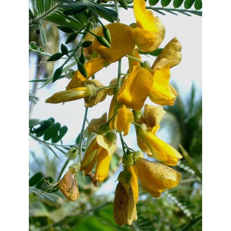 Hạt Giống Hoa Điên Điển F1 - 50 hạt/gói