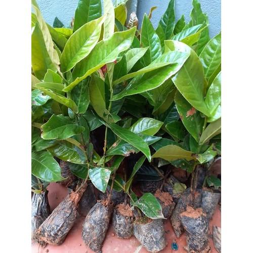 Combo 5 cây giống HOA HẢI ĐƯỜNG hoa Vàng