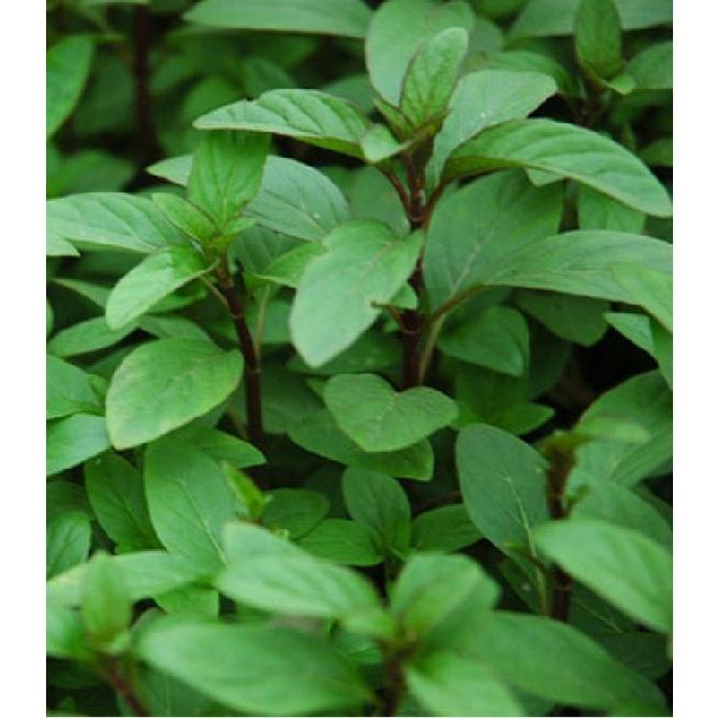Hạt giống rau húng quế lá to CT130 - Gói 2gram