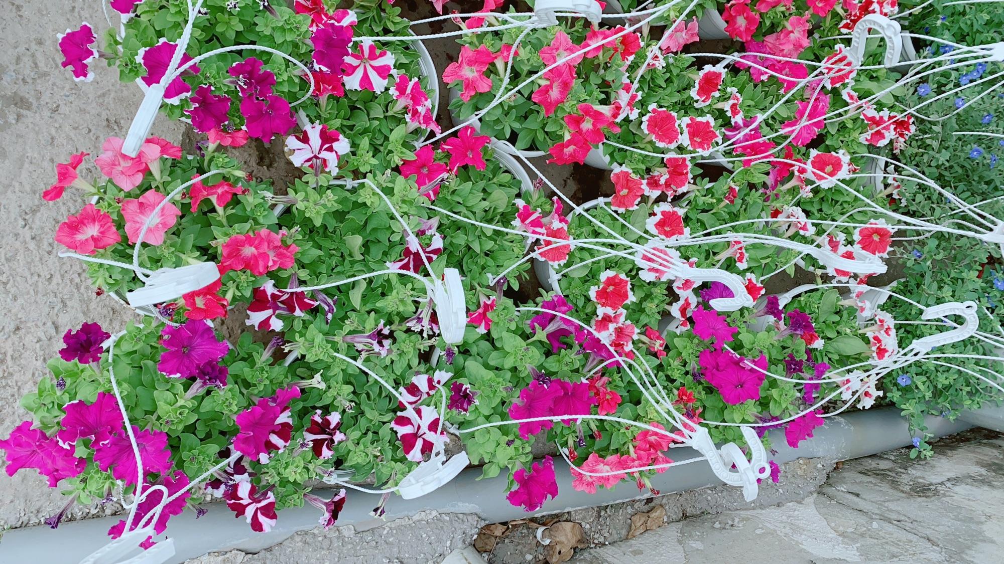 Chậu Hoa Dạ Yến Thảo