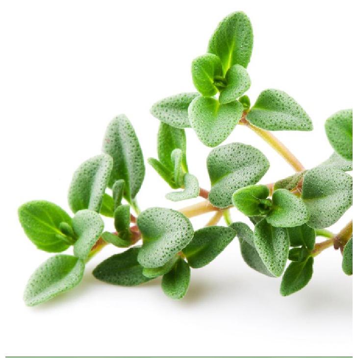 Hạt giống cỏ xạ hương (Thyme) - 100 hạt/gói