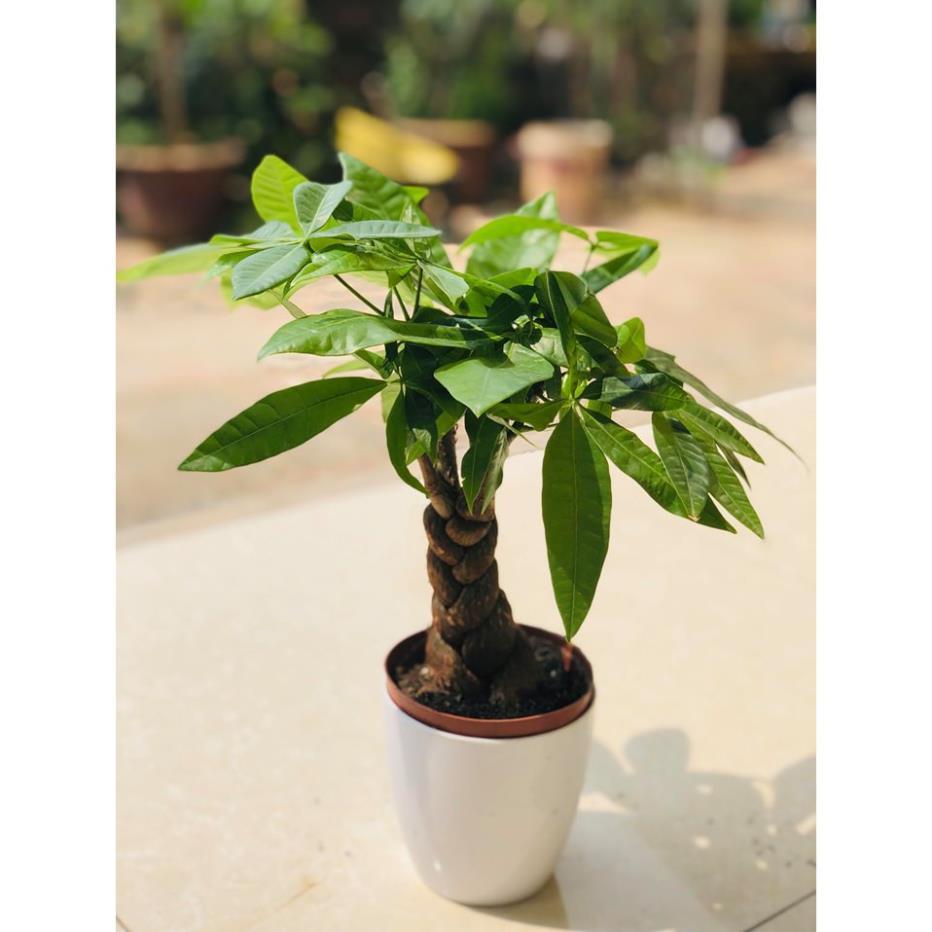 Cây kim ngân bonsai -Không giao dc 19 tỉnh Miền Nam