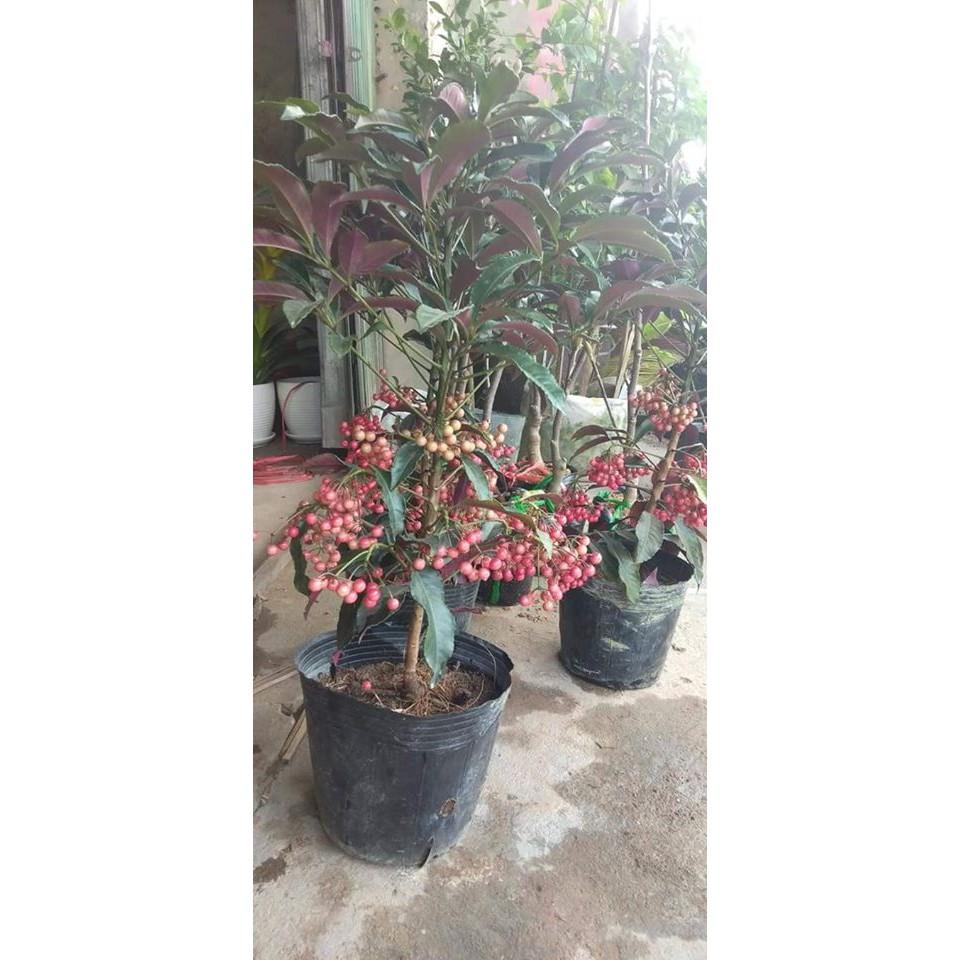 CÂY KIM NGÂN LƯỢNG