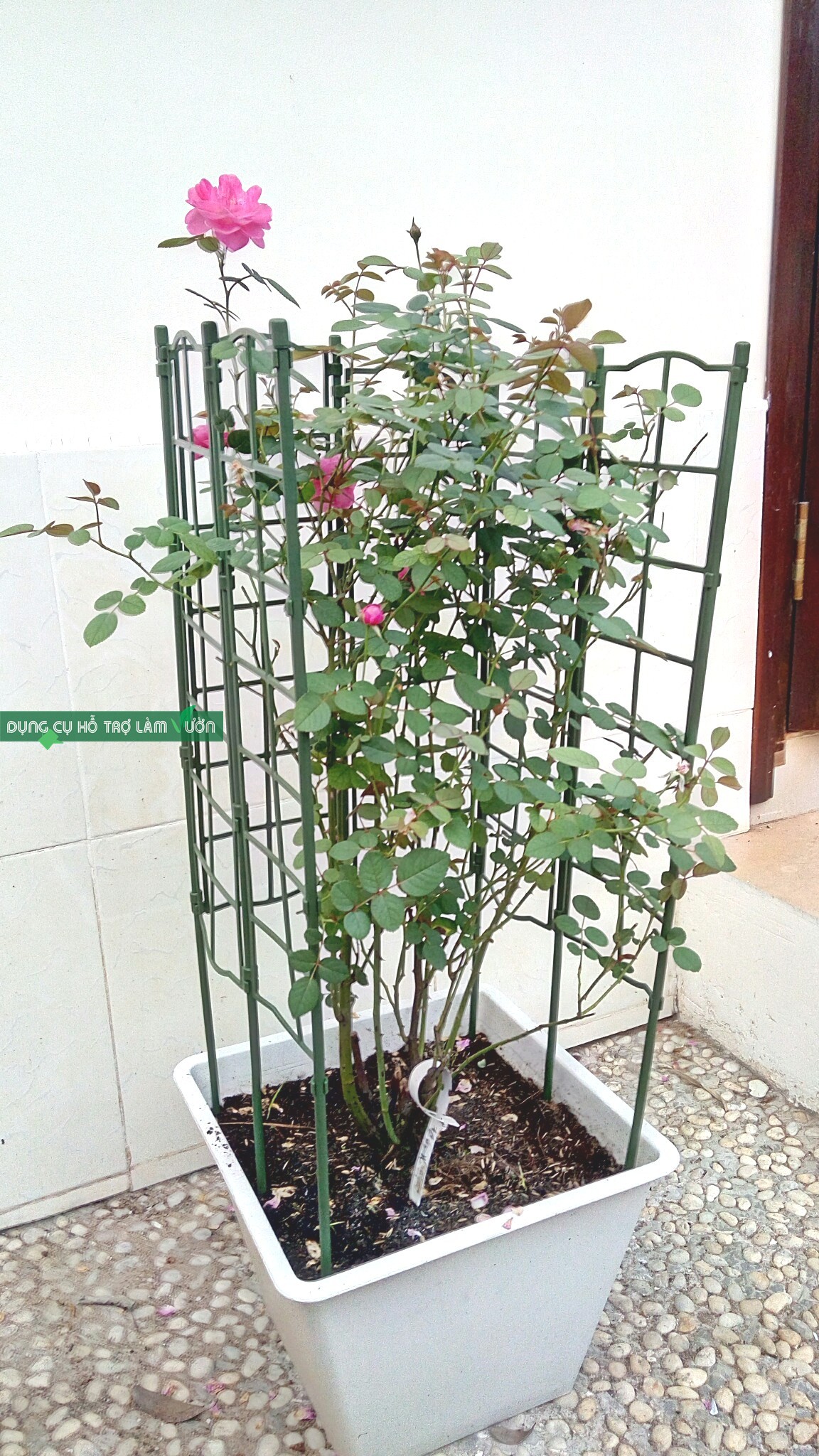 KHUNG CHO HOA LEO RỘNG 45CM