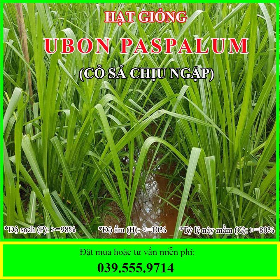 Hạt Giống Cỏ Chịu Ngập Úng Paspalum - cỏ vừa trồng cạn vừa trồng dưới nước  ( 200gram )