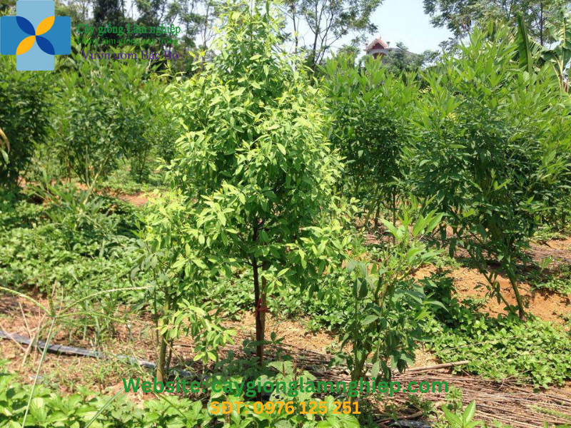 Cây giống đàn hương trắng ấn độ
