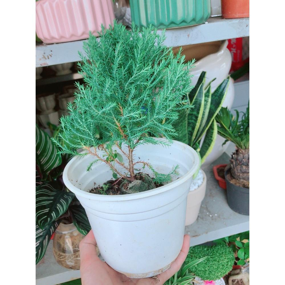 Chậu tùng bồng lai lá kim nhỏ