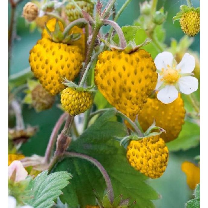 Hạt giống dâu tây vàng chịu nhiệt CT292 - Gói 100 hạt