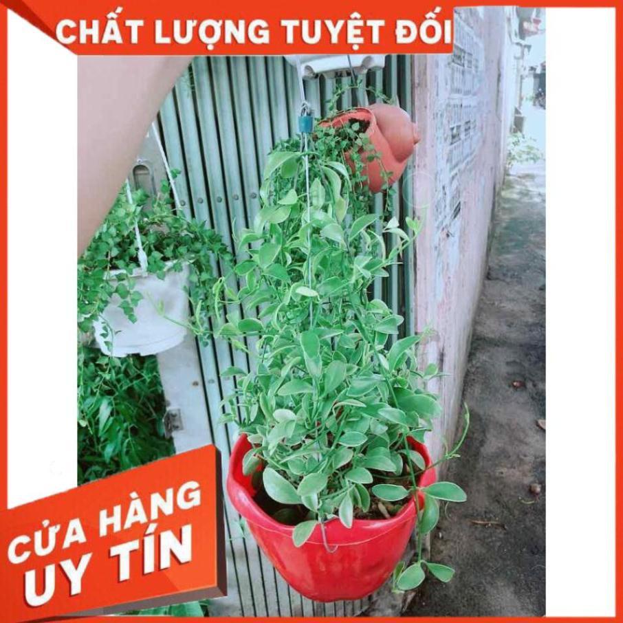 Chậu Cây Hạt Dưa Nhiều Người Mua