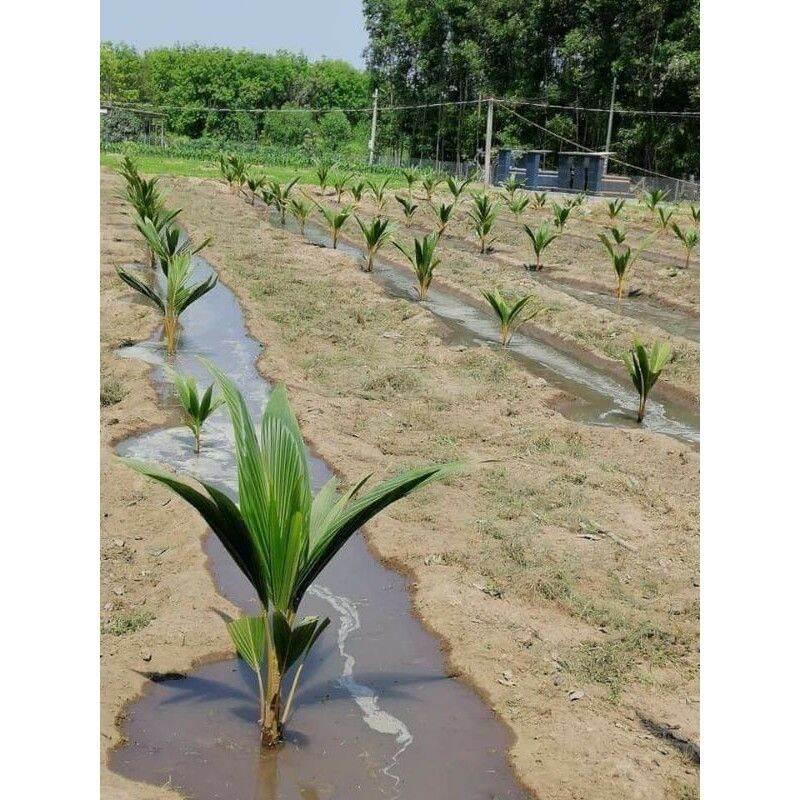 CÂY GIỐNG DỪA XIÊM XANH LÙN CHO TRÁI SAU 1 NĂM TRÔNG